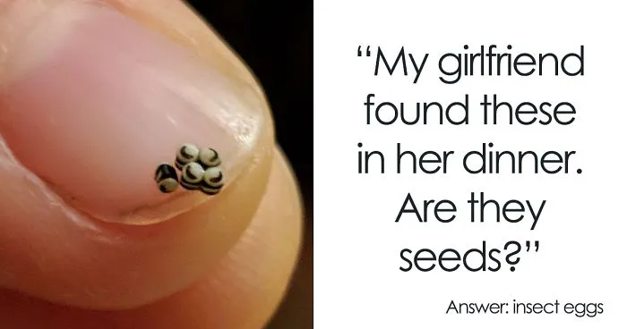 30 Times People Had No Idea What They Were Looking At, But The Internet Knew What It Was Right Away