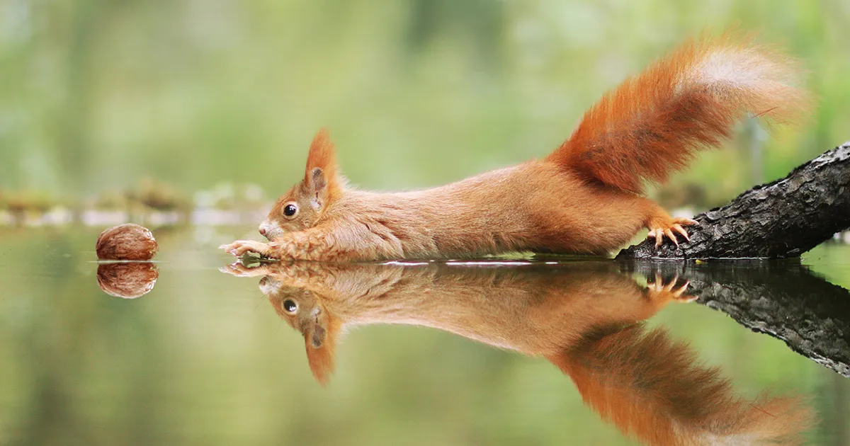 30 Divertidas fotos de fauna realizadas por un premiado fotógrafo austriaco