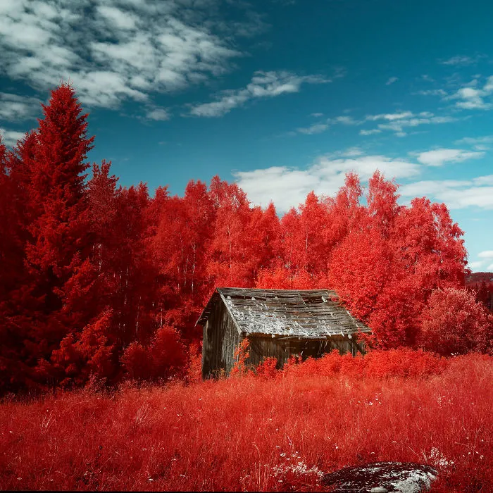 I Made A Lens Filter To Recreate The Kodak Aerochrome Filmic Look With A Modified Digital Camera.