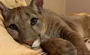 Puma Rescued From A Contact-Type Zoo Can't Be Released Into The Wild, Lives As A Spoiled House Cat