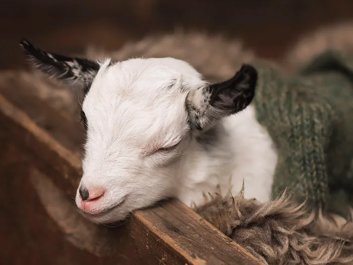A Goat Newborn Session? Why Not!