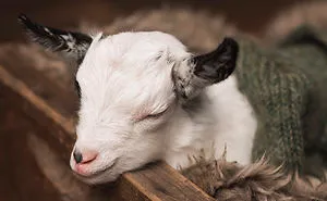 A Goat Newborn Session? Why Not!