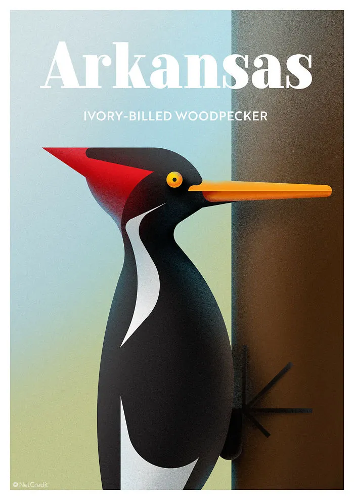 Ivory Billed Woodpecker