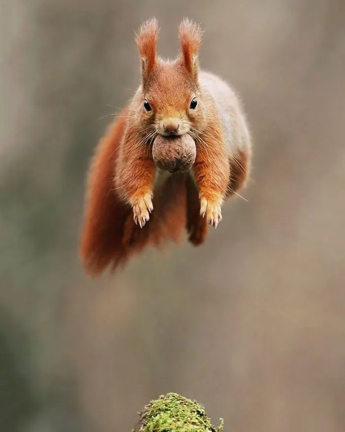 Red Squirrel