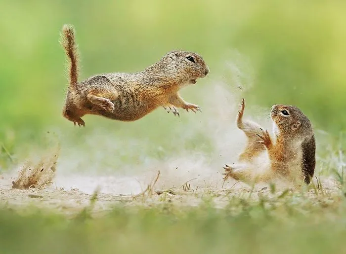 Kung fu