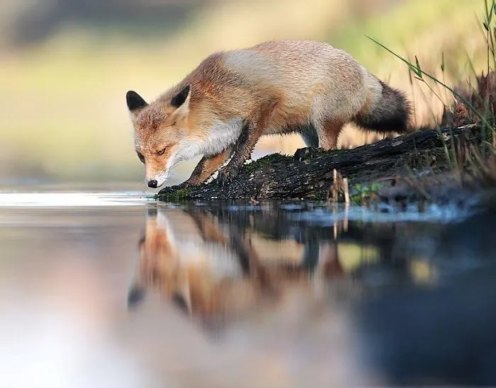 Reflections