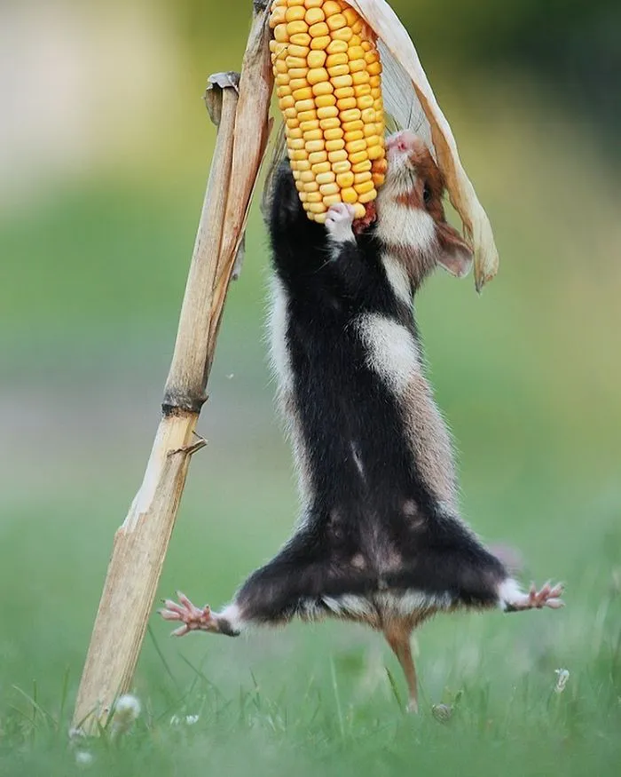 Cliffhanger