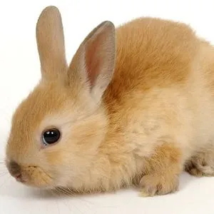 Anonymous Bunny