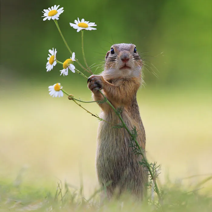 Un puñado de flores