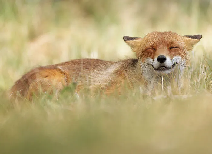 Zorro feliz