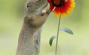 30 Amusing Wildlife Photos By Award-Winning Austrian Photographer