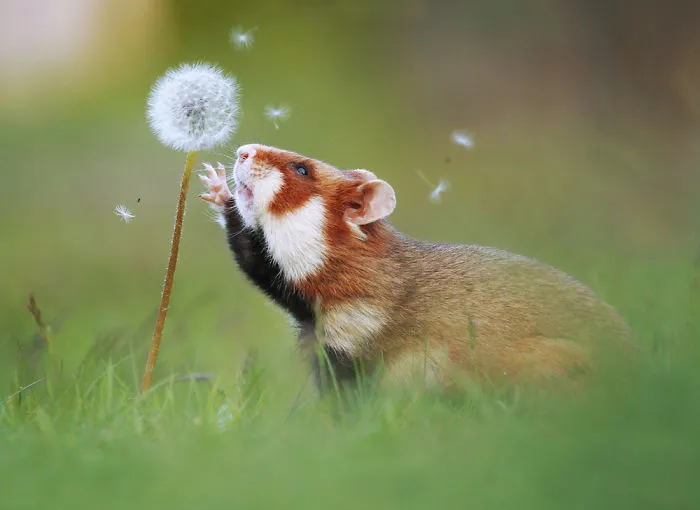 Hamster europeo