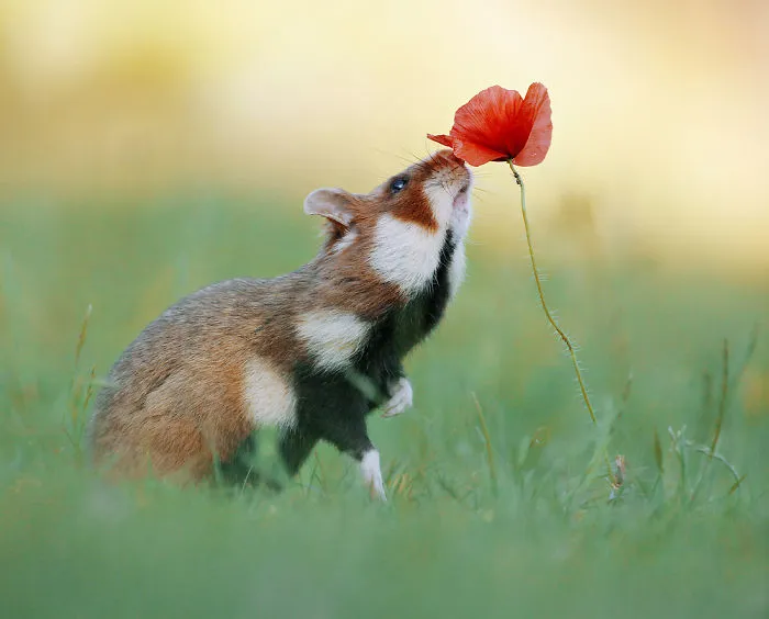 Hamster y amapola