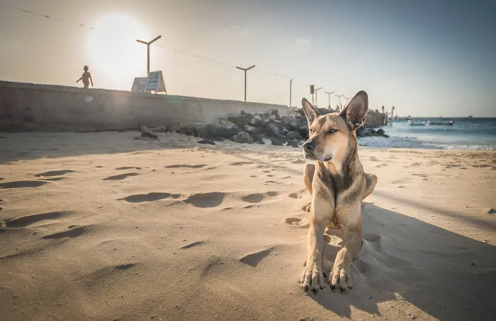 Guardián del  paseo marítimo