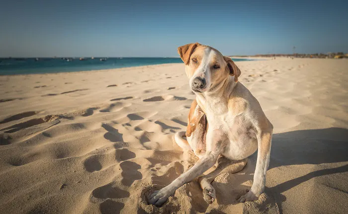 Rascándose en la playa