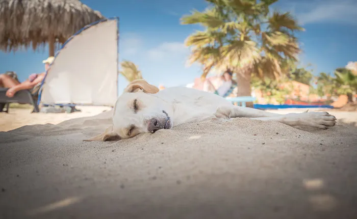 Descansando