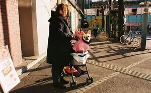 Cheeky Japan
