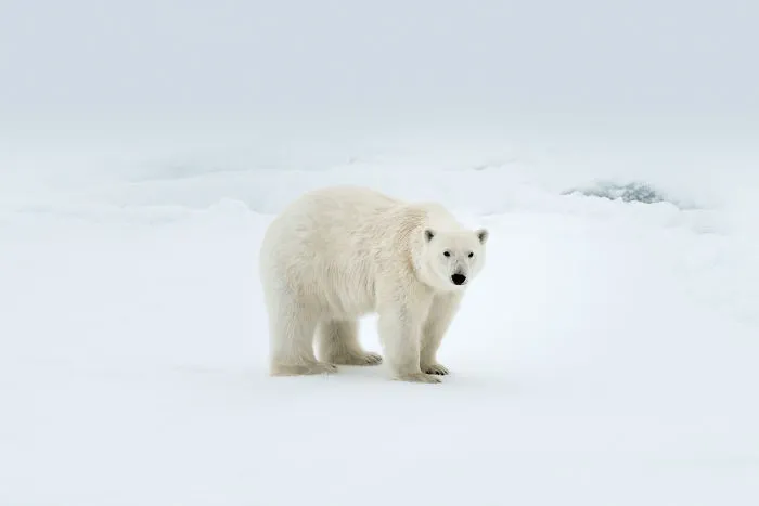 Have You Ever Heard Of Svalbard?