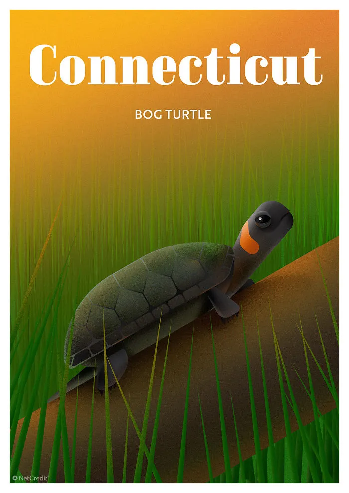 Bog Turtle