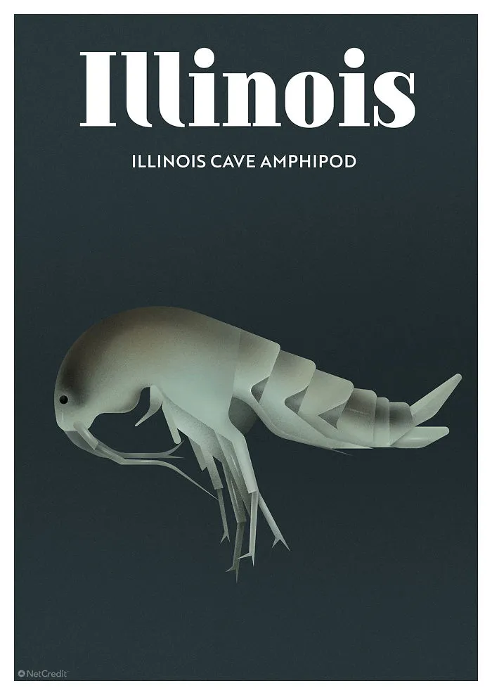 Illinois Cave Amphipod