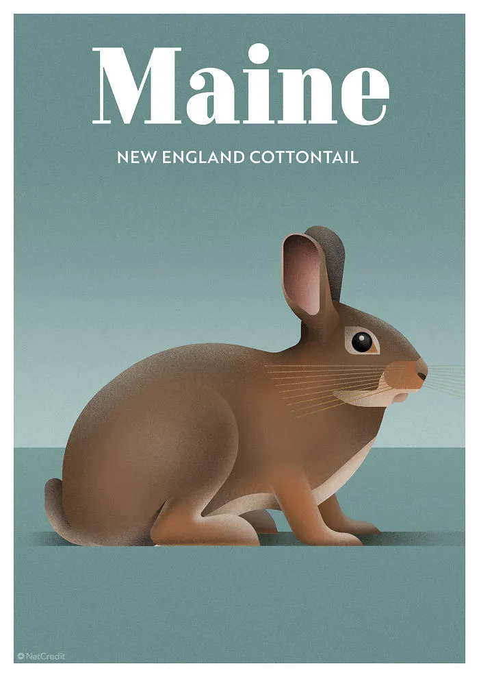 New England Cottontail
