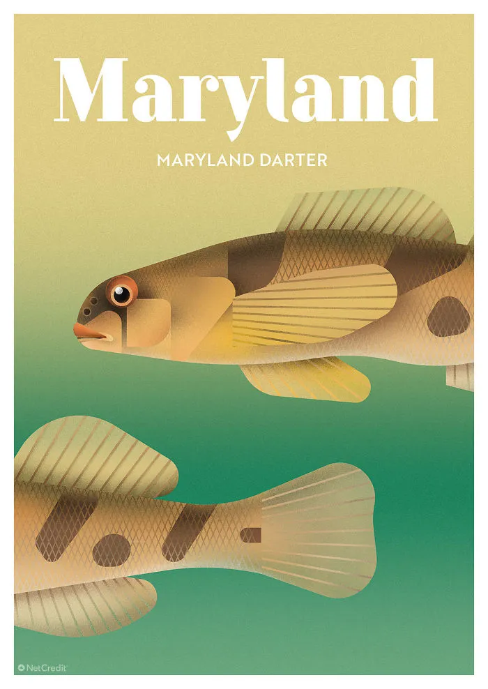 Maryland Darter