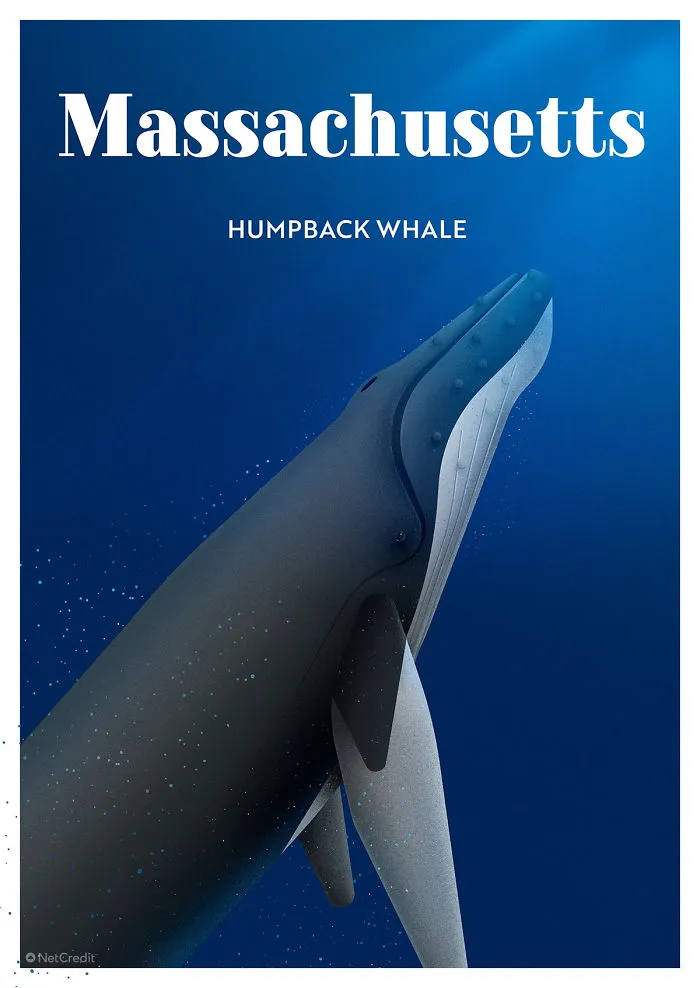 Humpback Whale