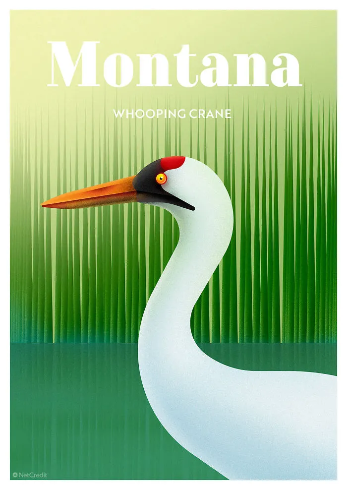 Whooping Crane