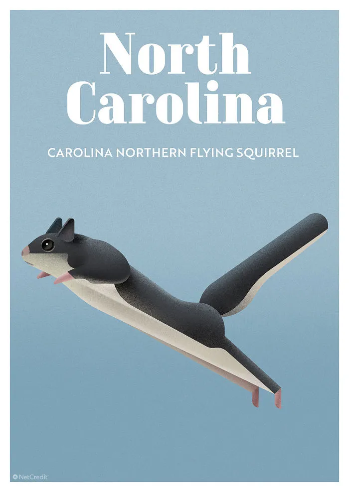 Carolina Northern Flying Squirrel