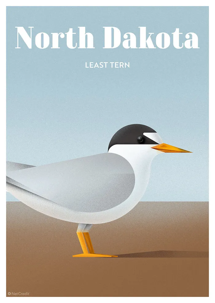 Least Tern