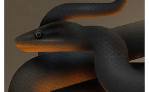 These Nature Posters Show The Most Endangered Species In Each US State