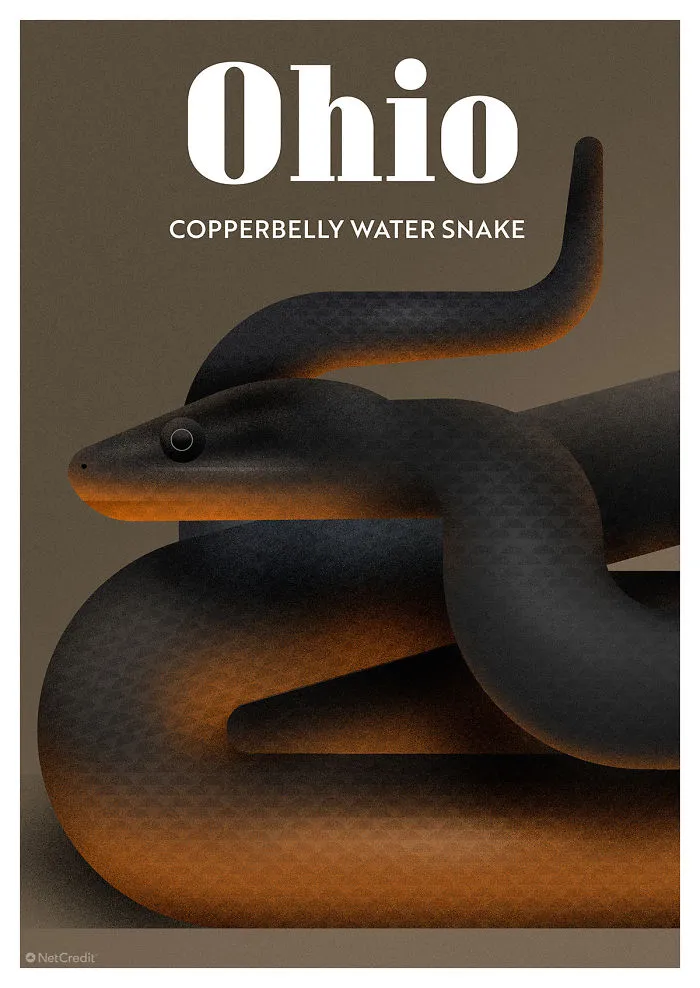 Copperbelly Water Snake