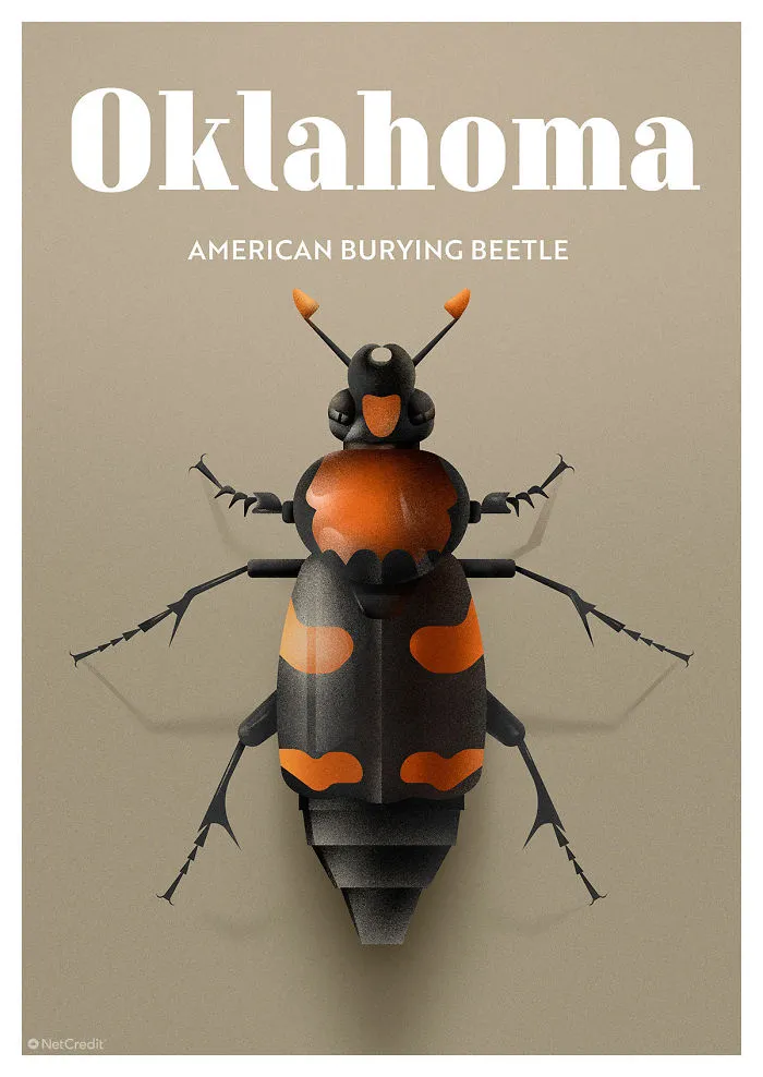 American Burying Beetle