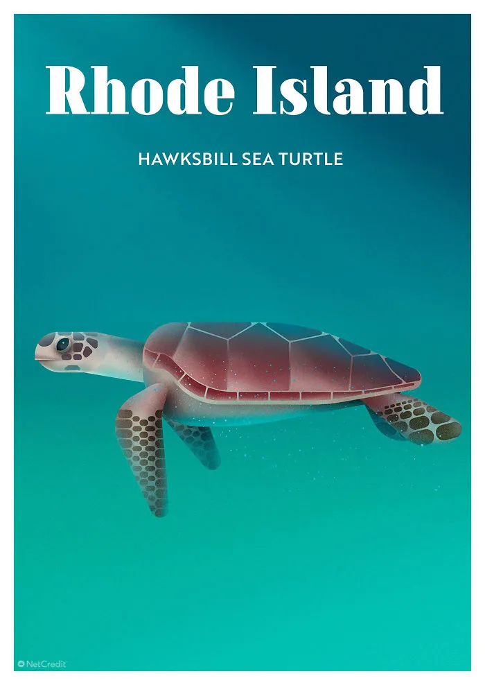 Hawksbill Sea Turtle