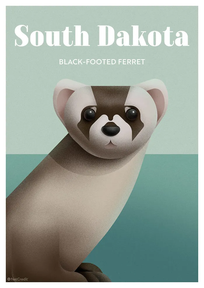 Black-Footed Ferret