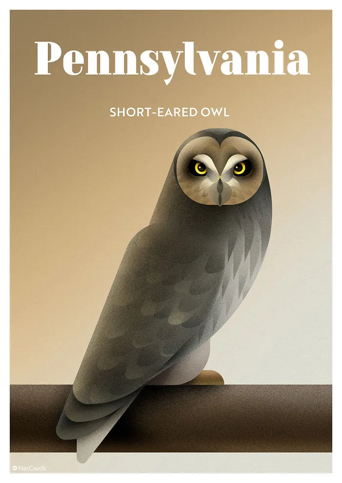 Short-Eared Owl