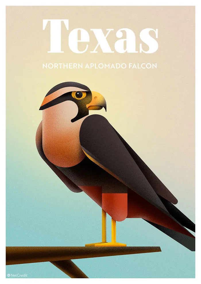 Northern Aplomado Falcon