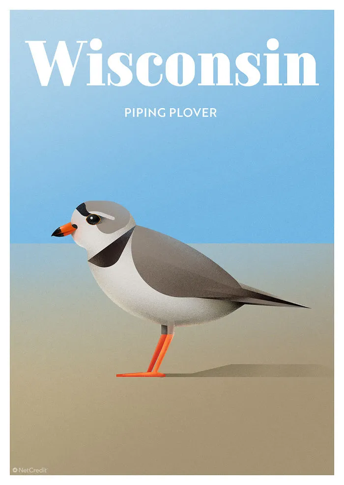 Piping Plover