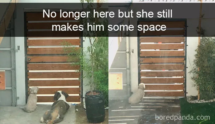 30 Funny And Cute Dog Snapchats That Will Hopefully Make Your Day