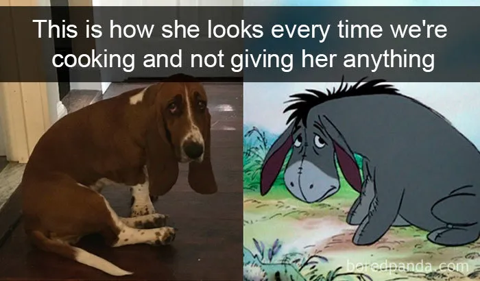 30 Funny And Cute Dog Snapchats That Will Hopefully Make Your Day