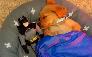 30 Funny And Cute Dog Snapchats That Will Hopefully Make Your Day