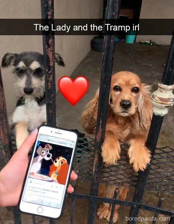 30 Funny And Cute Dog Snapchats That Will Hopefully Make Your Day