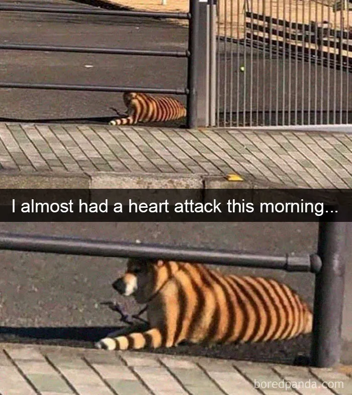 30 Funny And Cute Dog Snapchats That Will Hopefully Make Your Day