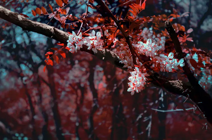 I Made A Lens Filter To Recreate Infrared Photography With My Modified Digital Camera