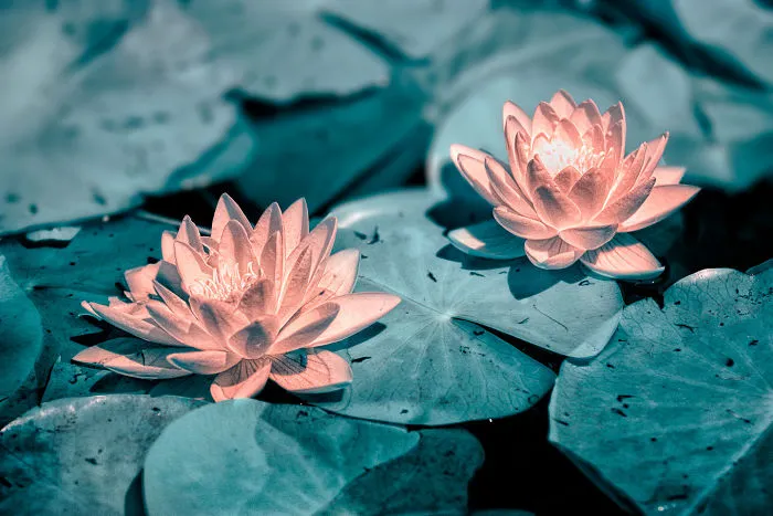 I Made A Lens Filter To Recreate Infrared Photography With My Modified Digital Camera