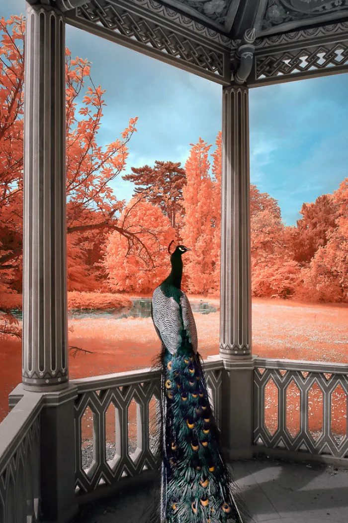 I Made A Lens Filter To Recreate Infrared Photography With My Modified Digital Camera
