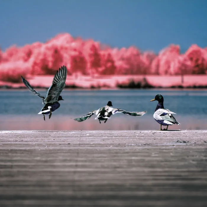I Made A Lens Filter To Recreate Infrared Photography With My Modified Digital Camera
