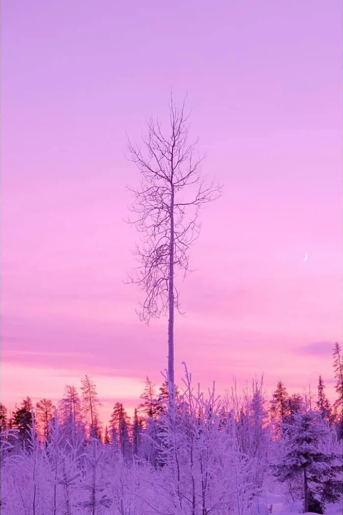 I Captured The Beautiful Winter In The Northern Part Of Sweden