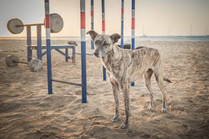 Gimnasio en playa Santa María