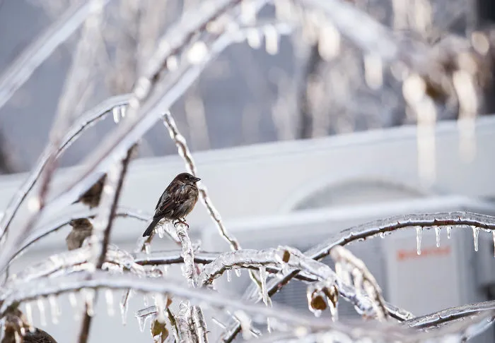 I Photographed Freezing Rain, Alternately Beautiful And Scary